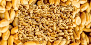 Navigating Celiac Disease and Gluten Sensitivity: Understanding Your Options